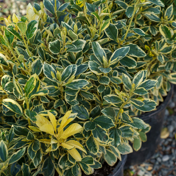 Silver King Euonymus