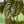 Load image into Gallery viewer, Silver Leaf Philodendron