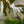 Load image into Gallery viewer, Silver Leaf Philodendron