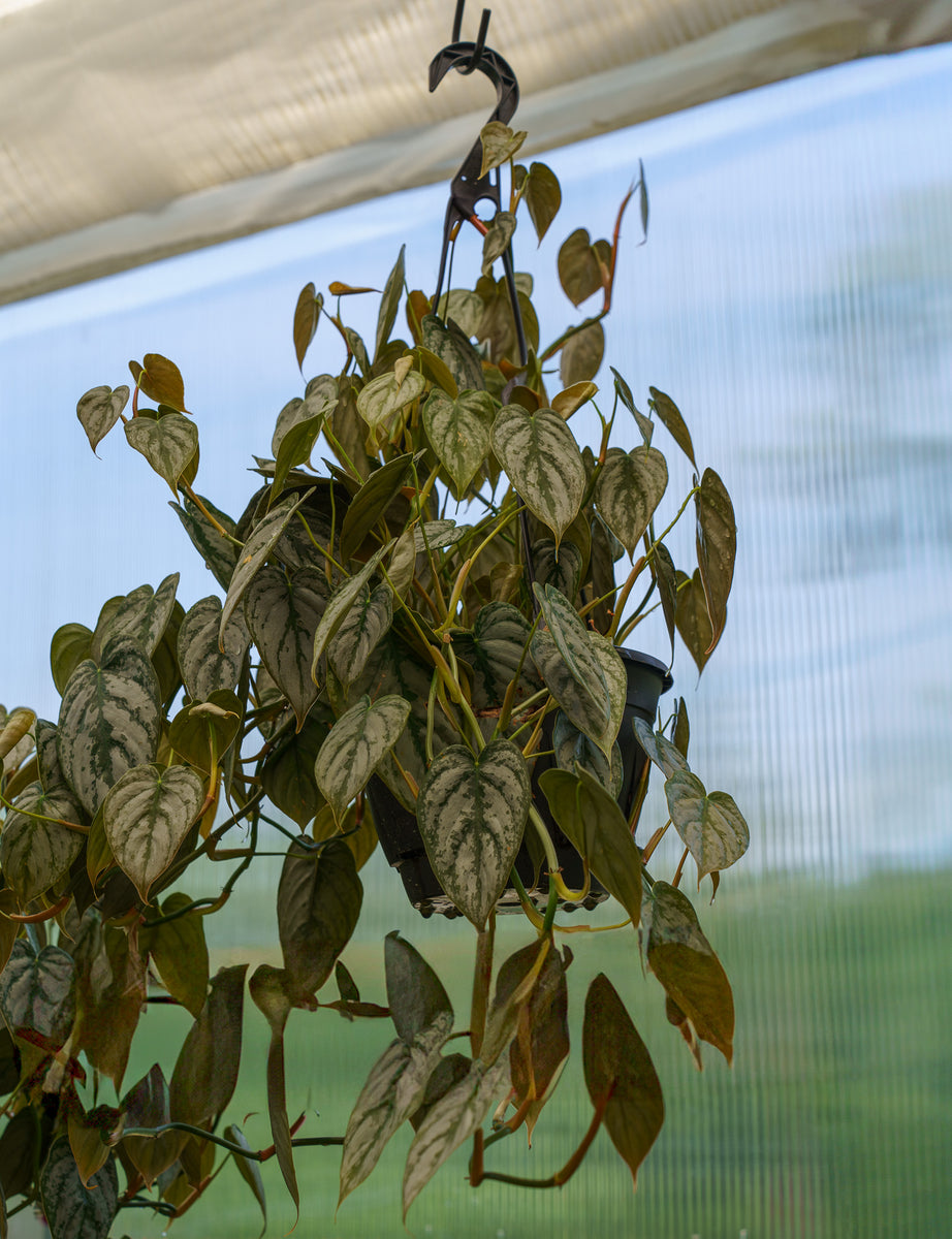 philodendron brandtianum trailing Philodendron Brandi – Plant Detectives