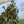 Load image into Gallery viewer, Silver Leaf Philodendron