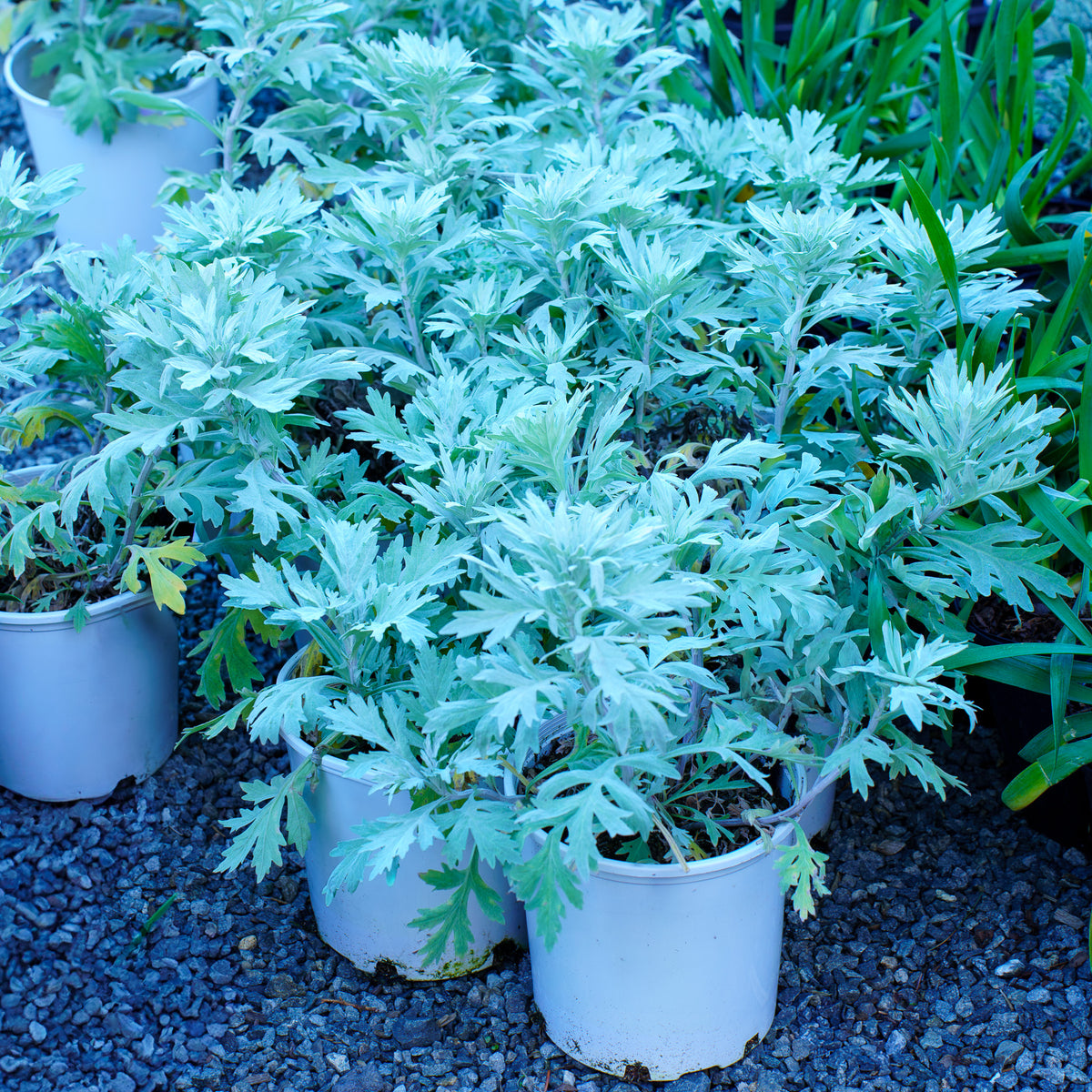 Silver Lining Wormwood – Plant Detectives