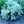 Load image into Gallery viewer, Silver Mound Wormwood