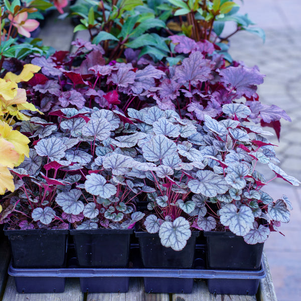 Silver Scrolls Coral Bells
