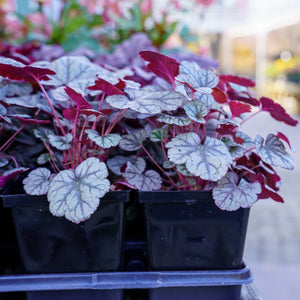 Silver Scrolls Coral Bells