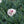 Load image into Gallery viewer, Silver Star Dianthus