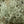 Load image into Gallery viewer, Silver Stone Cushion Bush