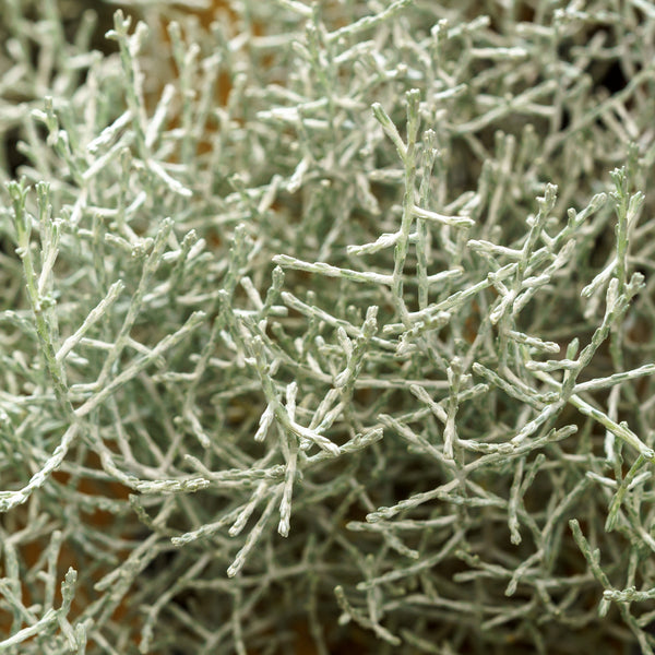 Silver Stone Cushion Bush
