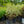 Load image into Gallery viewer, Silver Variegated Dogwood