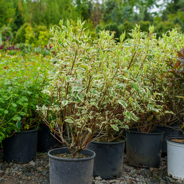 Silver Variegated Dogwood