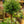 Load image into Gallery viewer, Single Ball Myrtle Topiary