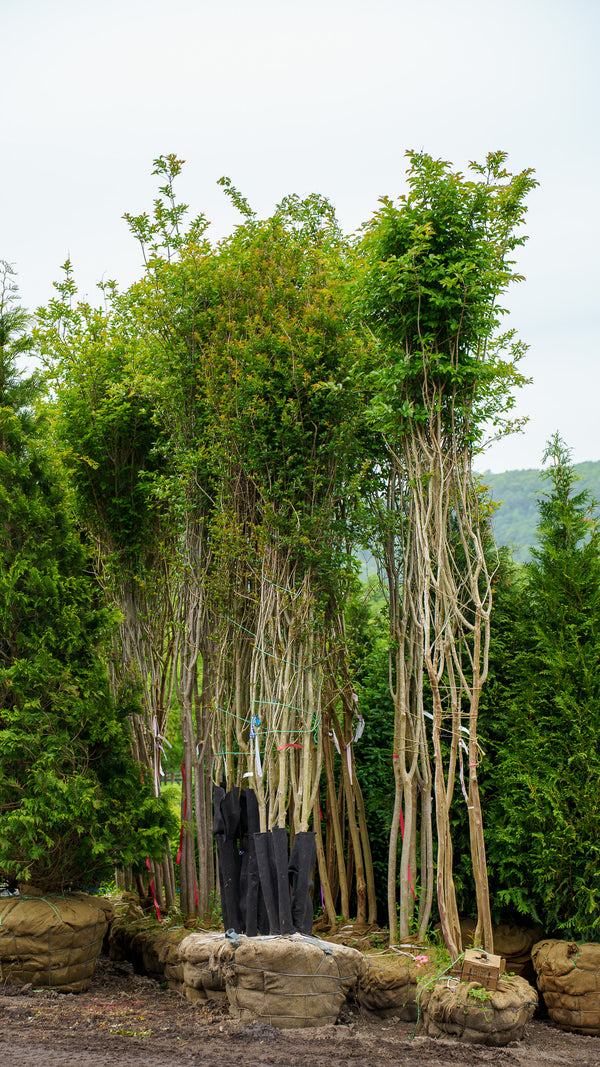 Sioux Crape Myrtle