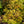 Load image into Gallery viewer, Sister Ghost Japanese Maple