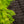 Load image into Gallery viewer, Sister Ghost Japanese Maple
