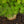 Load image into Gallery viewer, Sister Ghost Japanese Maple