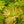 Load image into Gallery viewer, Sister Ghost Japanese Maple