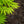 Load image into Gallery viewer, Sister Ghost Japanese Maple