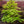 Load image into Gallery viewer, Sister Ghost Japanese Maple