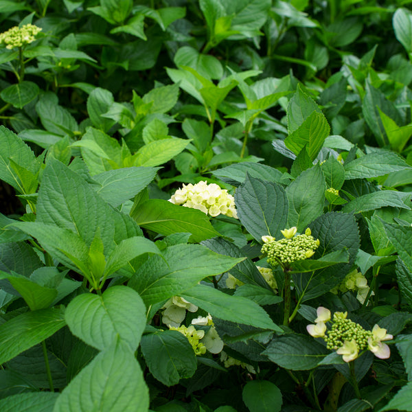 Sister Theresa Bigleaf Hydrangea