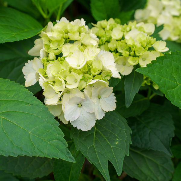 Sister Theresa Bigleaf Hydrangea