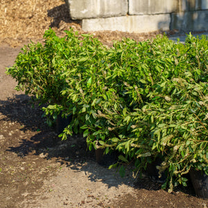 Sixteen Candles Summersweet