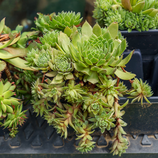 Sixy Chicks Hens and Chicks