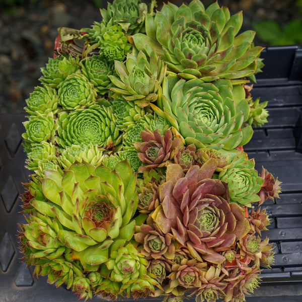 Sixy Chicks Hens and Chicks