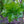 Load image into Gallery viewer, Skinny Genes Oak - Oak - Shade Trees