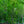 Load image into Gallery viewer, Skinny Genes Oak - Oak - Shade Trees