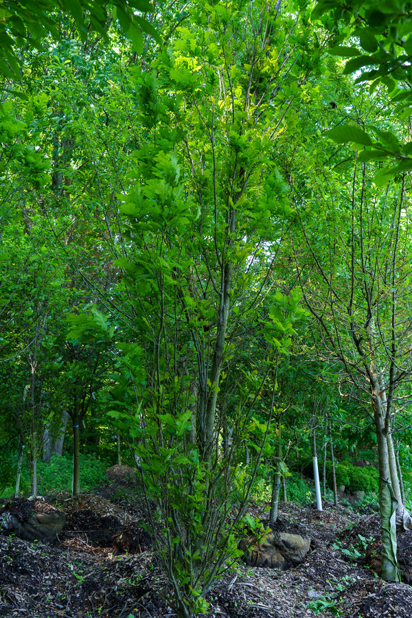 Skinny Genes Oak - Oak - Shade Trees