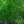 Load image into Gallery viewer, Skinny Genes Oak - Oak - Shade Trees