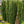 Load image into Gallery viewer, Sky Pencil Japanese Holly - Holly - Hollies