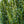 Load image into Gallery viewer, Sky Pencil Japanese Holly - Holly - Hollies