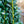 Load image into Gallery viewer, Sky Pencil Japanese Holly - Holly - Hollies