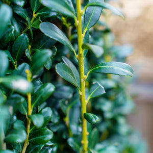 Sky Pencil Japanese Holly