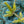 Load image into Gallery viewer, Skylands Oriental Spruce