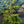 Load image into Gallery viewer, Skylands Oriental Spruce