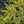 Load image into Gallery viewer, Skylands Oriental Spruce