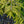 Load image into Gallery viewer, Skylands Oriental Spruce