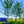 Load image into Gallery viewer, Skyline Honeylocust - Honeylocust - Shade Trees