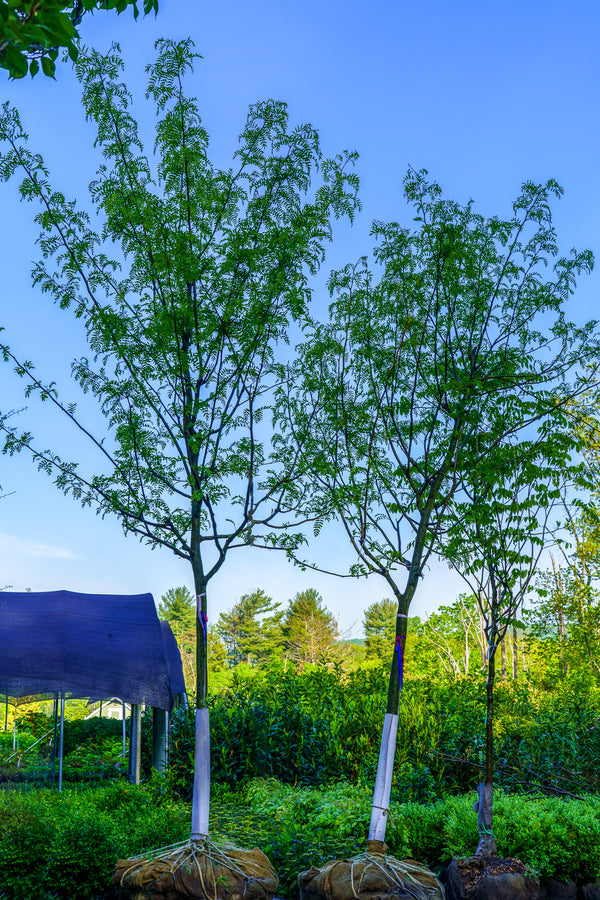 Skyline Honeylocust