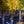 Load image into Gallery viewer, Skyline Honeylocust