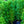 Load image into Gallery viewer, Skywalker Boxwood - Boxwood - Shrubs