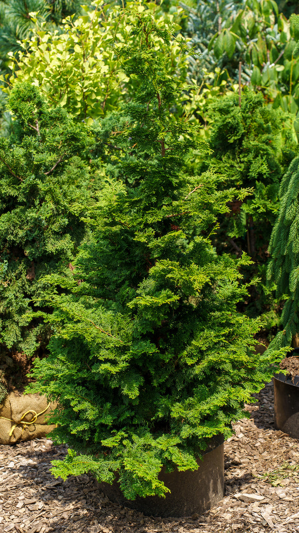 Gracilis Hinoki Cypress