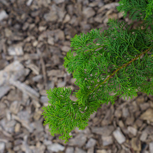 Gracilis Hinoki Cypress