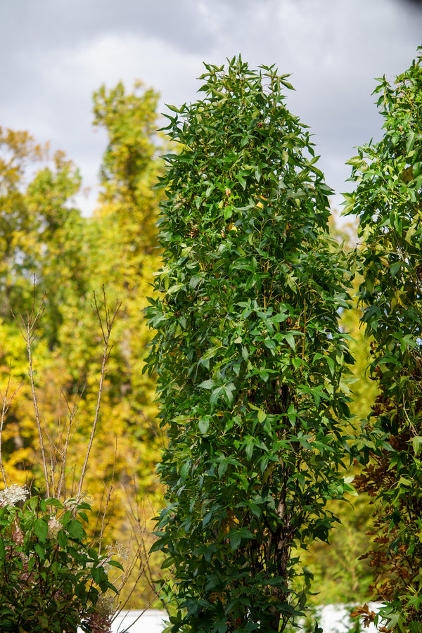 Slender Silhouette Sweetgum