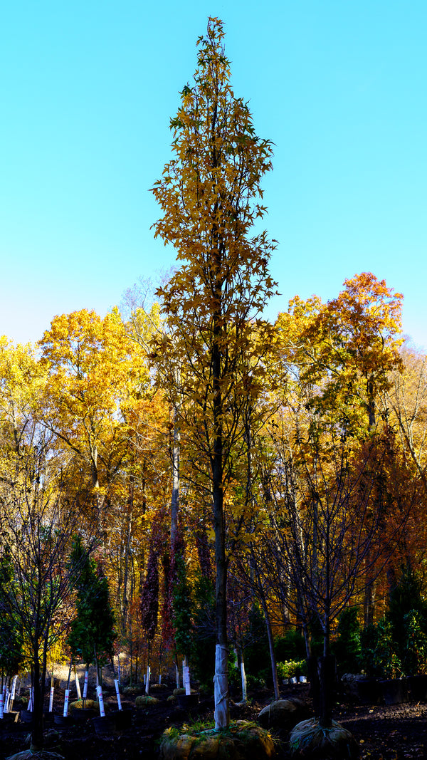 Slender Silhouette Sweetgum