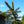 Load image into Gallery viewer, Glauca Slenderina Colorado Spruce