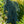 Load image into Gallery viewer, Glauca Slenderina Colorado Spruce