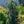 Load image into Gallery viewer, Glauca Slenderina Colorado Spruce